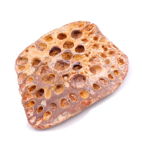 Crocodile scute (Large) - 3.54 inches