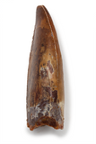 Carcharodontosaurus Saharicus tooth - 1.56 inch