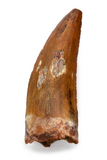 Carcharodontosaurus Saharicus tooth - 1.56 inch