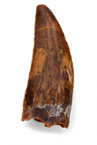 Carcharodontosaurus Saharicus tooth - 1.56 inch