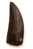 Carcharodontosaurus Saharicus tooth - 1.73 inch