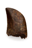 Bargain Carcharodontosaurus Saharicus tooth - 0.99 inch
