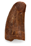 Bargain Carcharodontosaurus Saharicus tooth - 1.54 inch