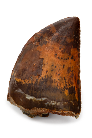 Carcharodontosaurus Saharicus tooth - 1.53 inch