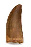 Carcharodontosaurus tooth - 1.4 inch