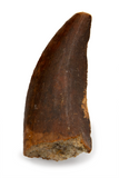 Carcharodontosaurus tooth - 1.41 inch