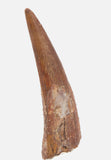 Ornithocheiridae (Pterosaur) tooth - 1.71 Inches