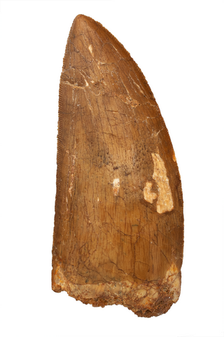 Carcharodontosaurus tooth - 3.41 inch