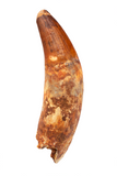 Elosuchus Cherifiensis tooth - 3.59 inch