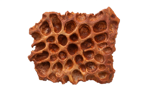 Crocodile indet scute - 2.34 inch