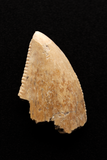 Majungasaurus Tooth - 0.63 Inch