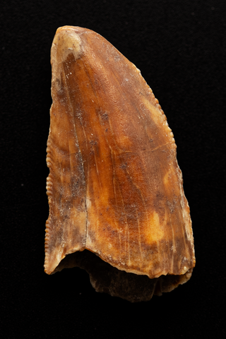 Majungasaurus Tooth - 1.05 Inch