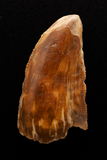 Majungasaurus Tooth - 1.05 Inch