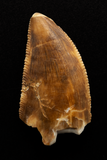 Majungasaurus Tooth - 0.98 Inch