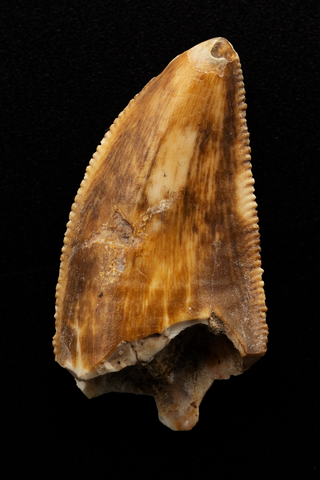 Majungasaurus Tooth - 0.98 Inch