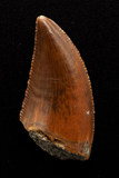Majungasaurus Tooth - 0.83 Inch