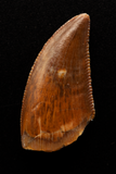 Majungasaurus Tooth - 0.83 Inch