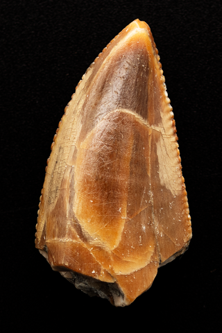 Majungasaurus Tooth - 0.97 Inch