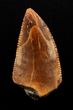 Majungasaurus Tooth - 0.97 Inch