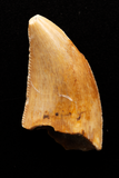 Majungasaurus Tooth - 0.8 Inch