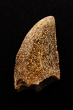 Majungasaurus Tooth - 0.73 Inch