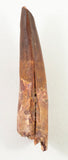 Spinosauridae sp tooth. - 3.30 inches