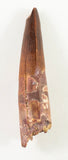 Spinosauridae sp tooth. - 3.30 inches