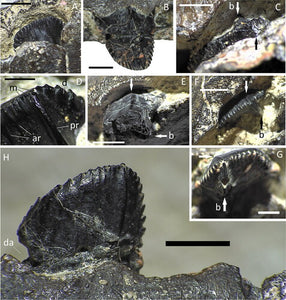 Brighstoneus simmondsi, a new Iguanodontian from the Isle of Wight