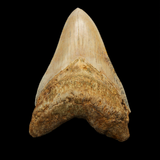 Megalodon Shark Tooth - 4.91 Inches