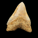 Megalodon Shark Tooth - 4.91 Inches