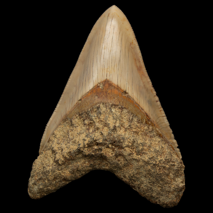 Megalodon Shark Tooth - 4.67 Inches