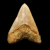Megalodon Shark Tooth - 4.67 Inches