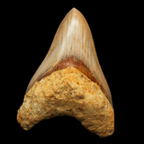 Megalodon Shark Tooth - 4.72 Inches