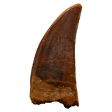 Carcharodontosaurid tooth - 2.06 inch