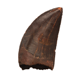 Carcharodontosaurid tooth - 1.80 inch