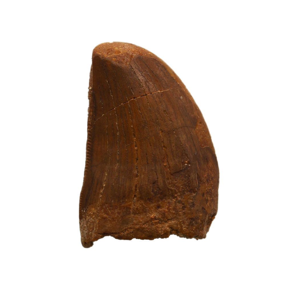 Carcharodontosaurid tooth - 1.15 inch – The Fossil Emporium