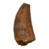 Bargain Carcharodontosaurid tooth - 1.76 inch