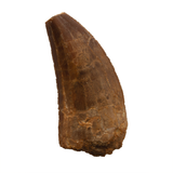 Bargain Carcharodontosaurid tooth - 1.76 inch