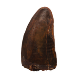 Carcharodontosaurid tooth - 1.63 inch