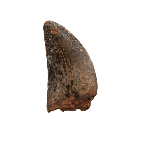 Carcharodontosaurid tooth - 1.32 inch