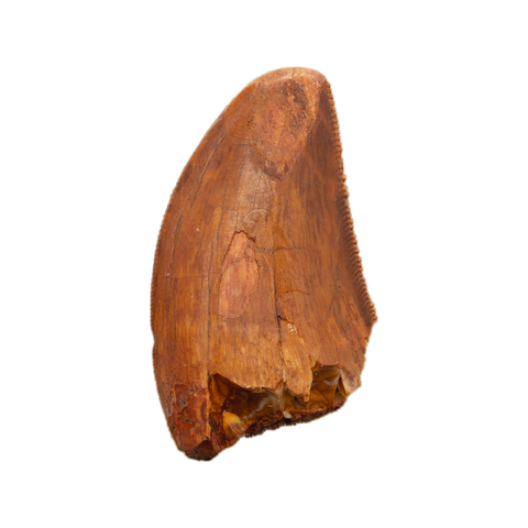 Carcharodontosaurid tooth - 1.43 inch