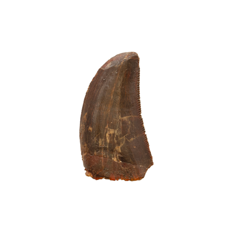 Carcharodontosaurid tooth - 1.01 inch