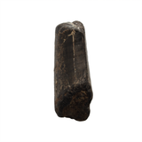 Neovenator tooth - 1.15 inch