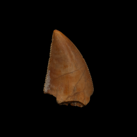 Large Majungasaurus Tooth - 0.99 Inch