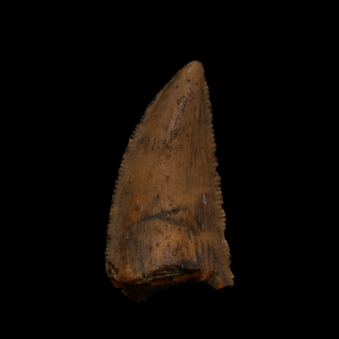 Large Majungasaurus Tooth - 1.11 Inch