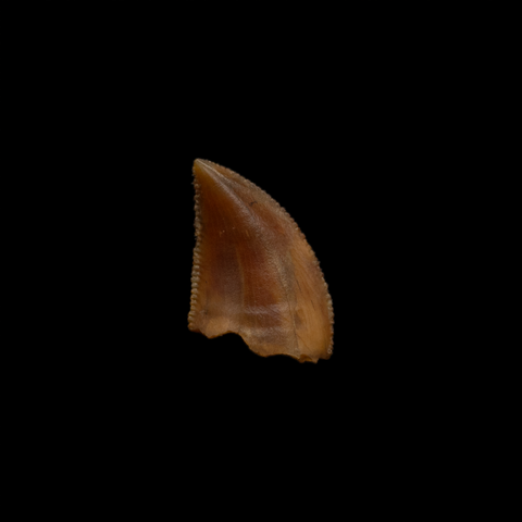Majungasaurus Tooth - 0.55 Inch