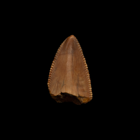 Majungasaurus Premax Tooth - 0.76 Inch