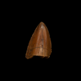 Majungasaurus Premax Tooth - 0.76 Inch