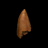 Large Majungasaurus Premaxilla Tooth - 0.97 Inch