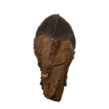 Large Rooted Triceratops tooth - 1.73 inch